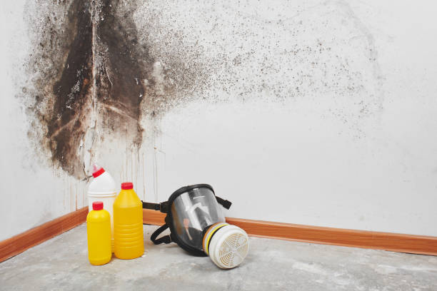 Best Basement Mold Remediation in Malakoff, TX