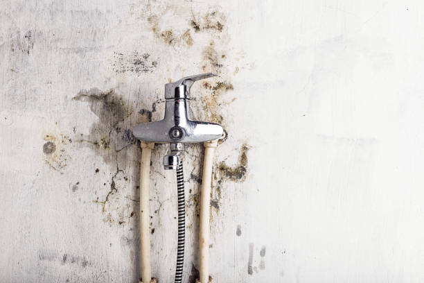 Best Emergency Mold Remediation in Malakoff, TX