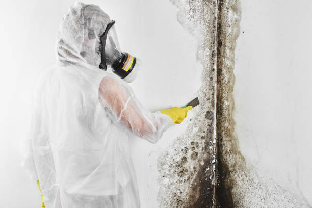 Best Industrial Mold Remediation in Malakoff, TX