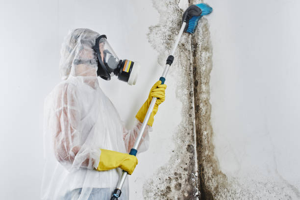 Best Black Mold Remediation in Malakoff, TX