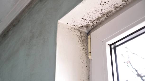 Best White Mold Remediation in Malakoff, TX