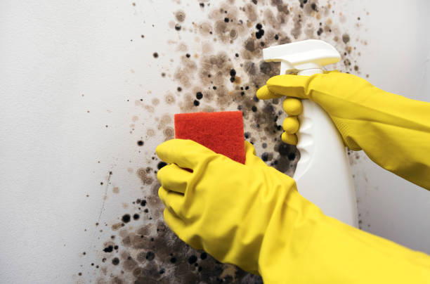 Best Bathroom Mold Remediation in Malakoff, TX