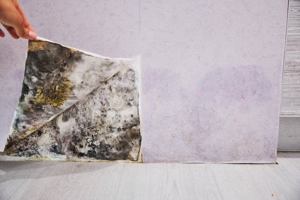 Best Health and Safety Mold Remediation in Malakoff, TX
